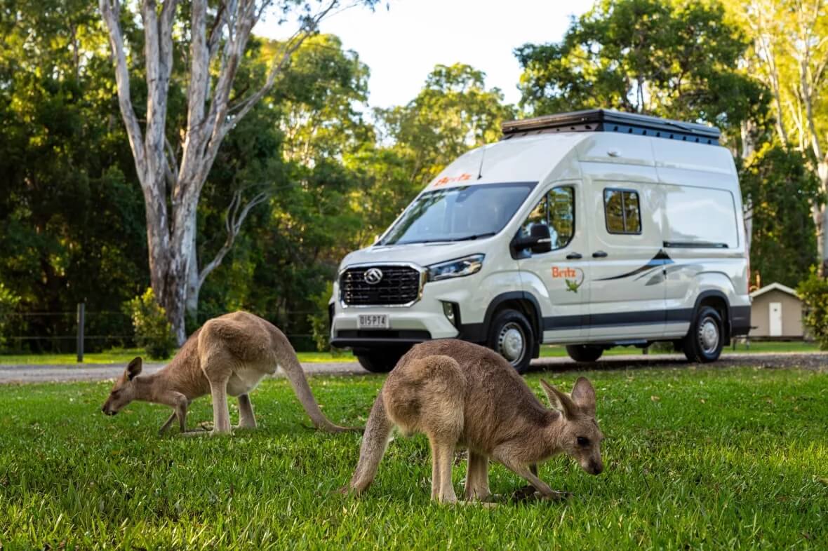 Van aménagé Britz près de kangourous à Noosa, en Australie